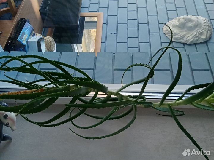 Алоэ столетник