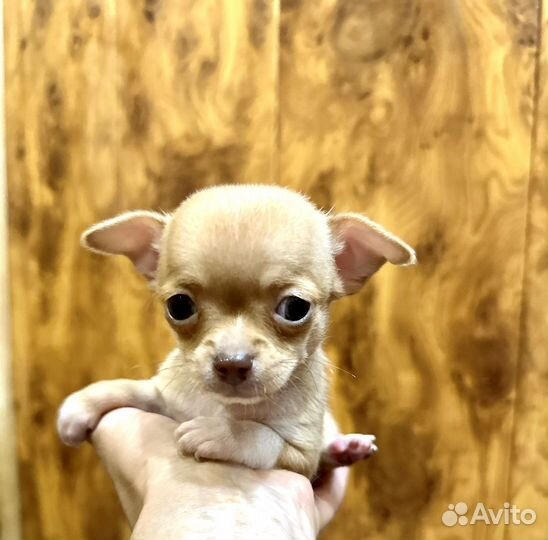 Супер мини чихуахуа мальчик