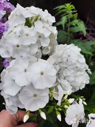 Флоксы многолетние 3 сорта