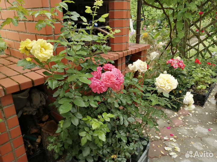 Многолетние цветы, лилии кустарник декоративный