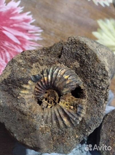 Окаменелости аммониты