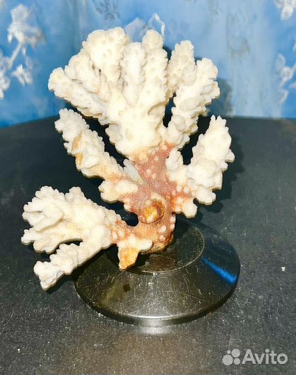 Морские кораллы