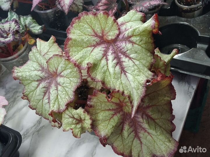 Бегония декоративно лиственная. Веселая метелица