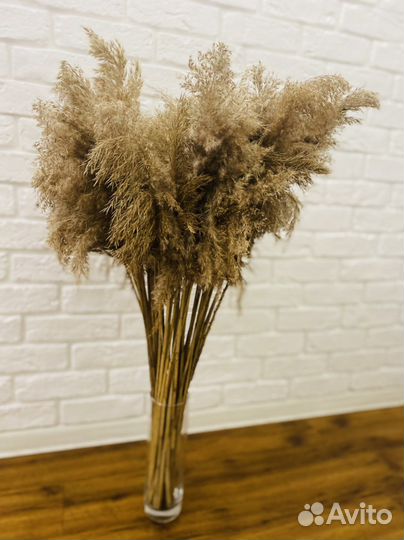 Пампасная трава