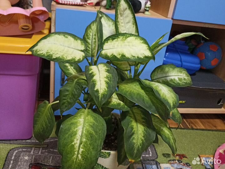 Диффенбахия камилла то что на фото