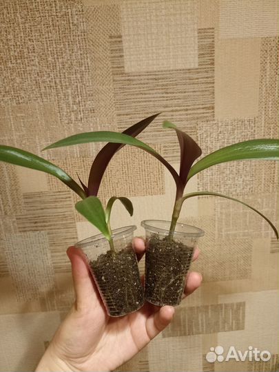 Традесканция рео (обновлено)