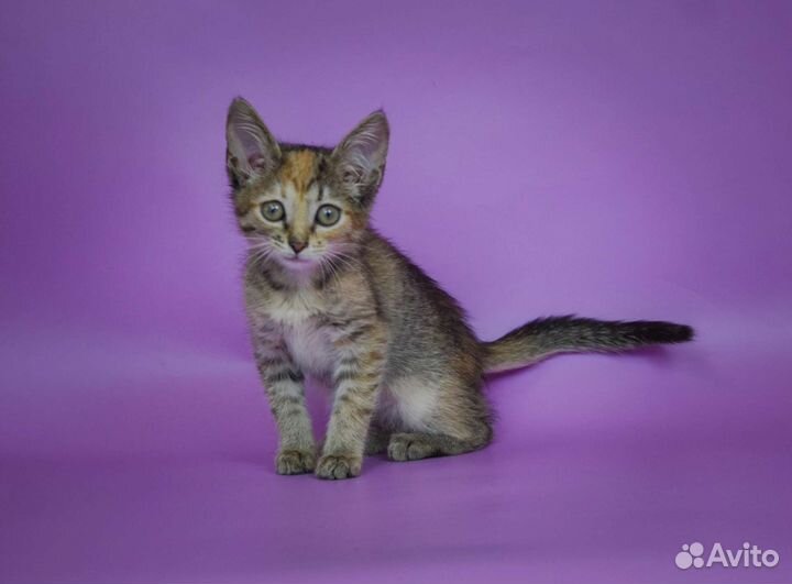 Трёхцветный котёнок Паула (2, 5 мес)