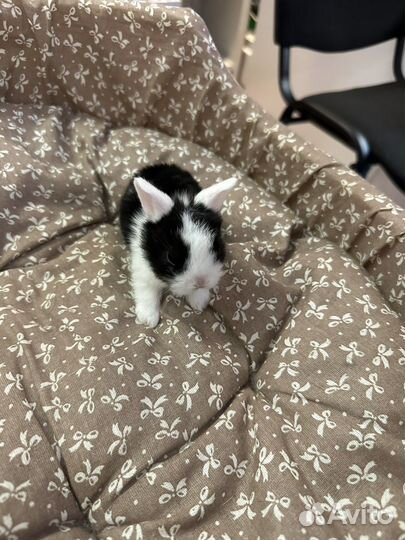 Карликовый мини кролик