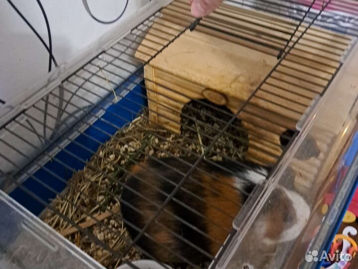 Отдам в добрые руки