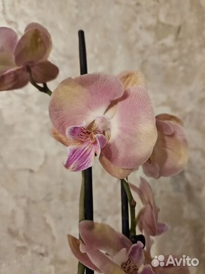 Орхидея биг лип