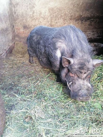 Вьетнамский вислобрюхий хряк