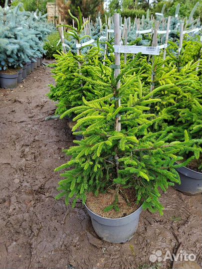 Ель Ауреспиката