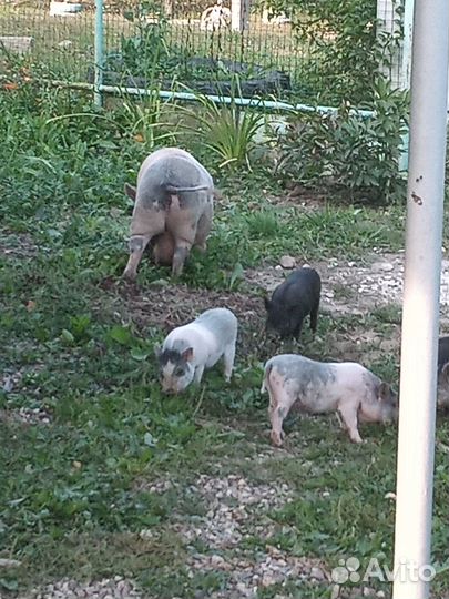 Продам Вьетнамских поросят