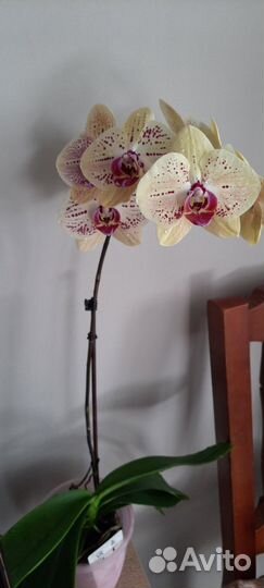 Орхидея фаленопсис