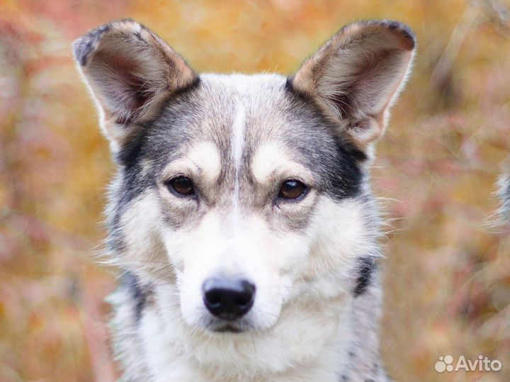 Небольшая собачка в дар