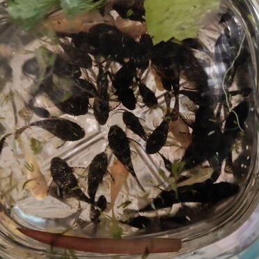 Анциструс много