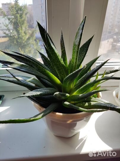 Суккуленты. Хавортия. Кактус