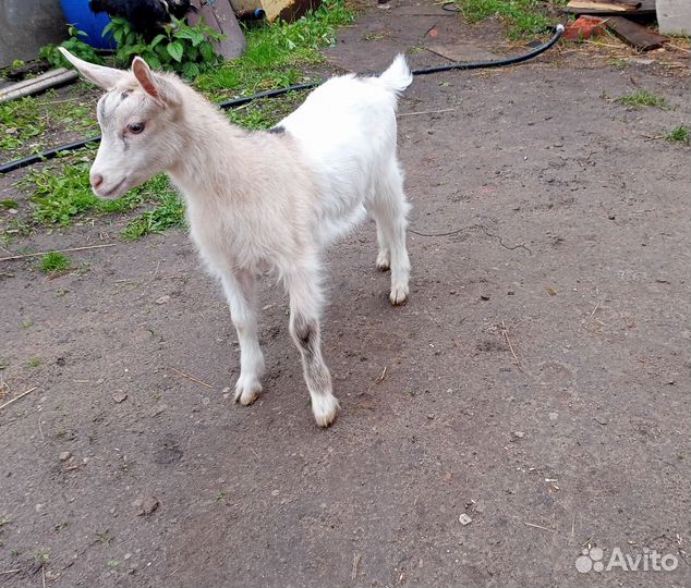 Альпийская козочка