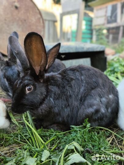 Крольчихи, кролики