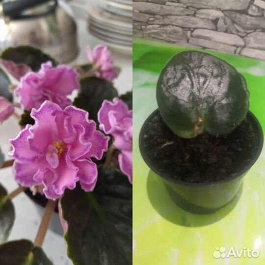 Комнатные растения цветы