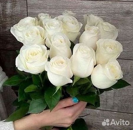 Розы гиганты 140 150 160 170 180 200