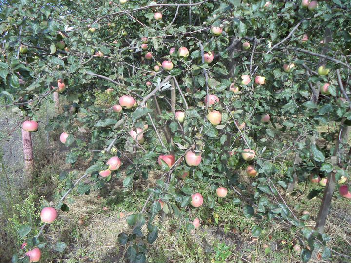 Дача 33 м² на участке 10 сот.