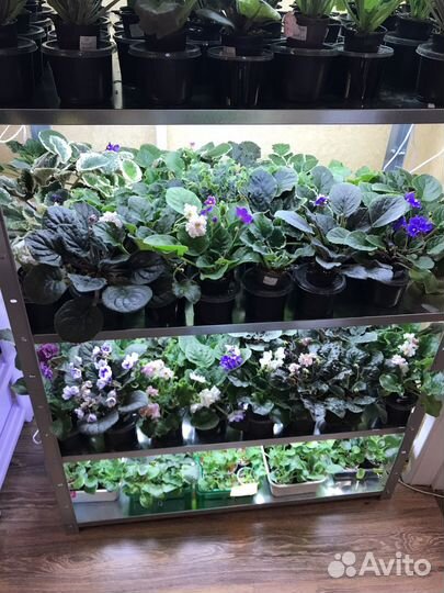 Сортовые фиалки