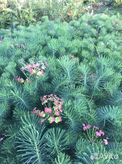 Молочай кипарисовый