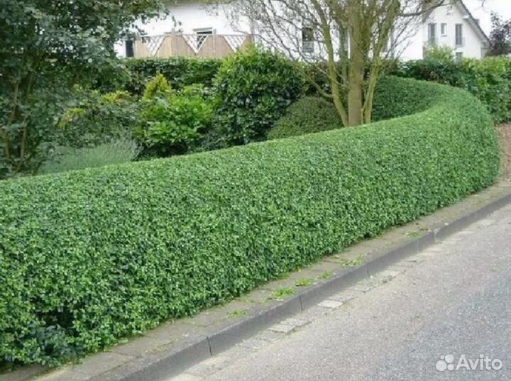 Бирючина саженцы для изгороди