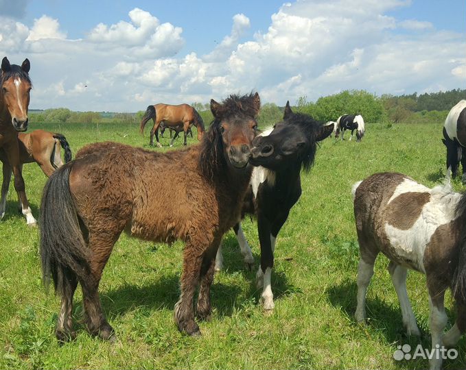 Шетлендские пони, арабо-пони, шетленд