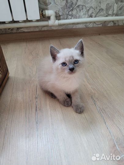 Сиамский котенок