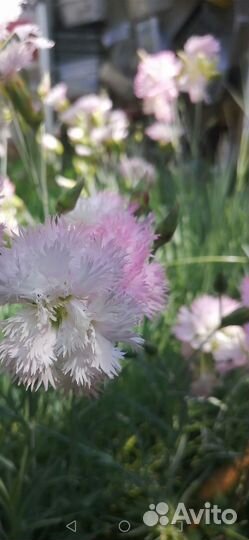 Многолетняя гвоздика