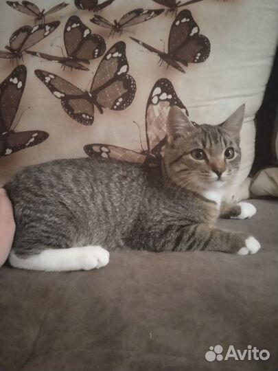 Отдам кота в добрые руки