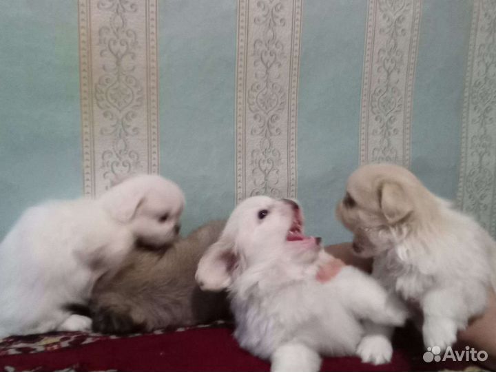 Щенки пекинеса