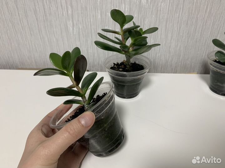 Комнатные растения денежное дерево Толстянка