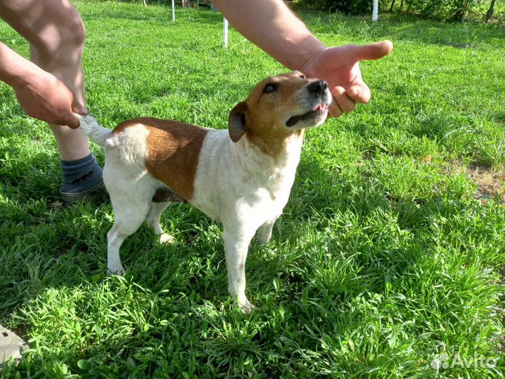 Фокстерьер