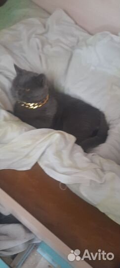 Британский кот для вязки с паспортом