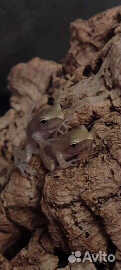 Домовый веслоног