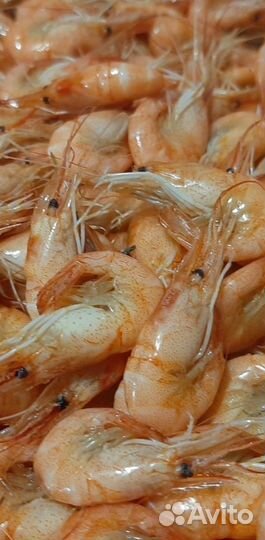 Живая рыба оптом