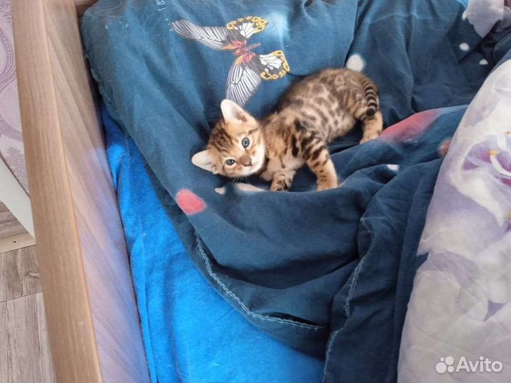 Бенгальские котята