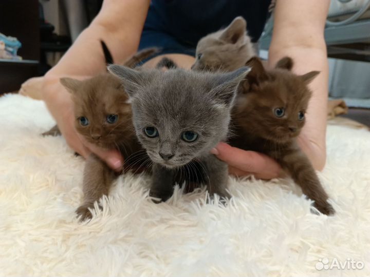 Британские котята