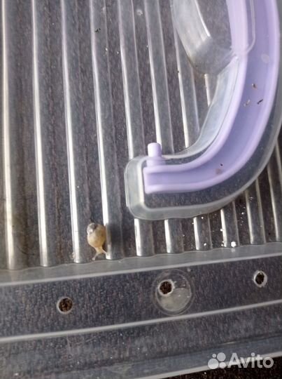 Продам улитят