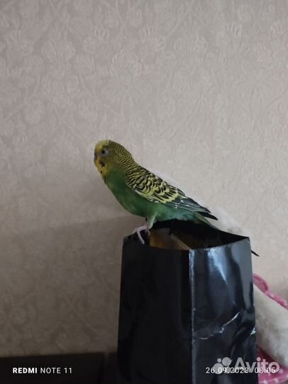Волнистый попугай самец с клеткой ручной