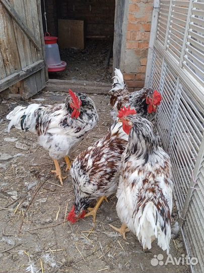 Петухи молодые
