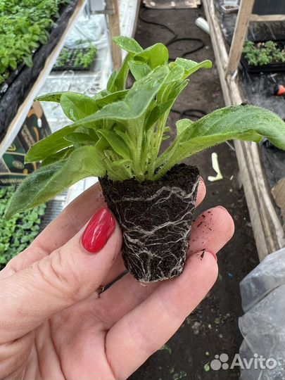 Черенки вегетативных растений