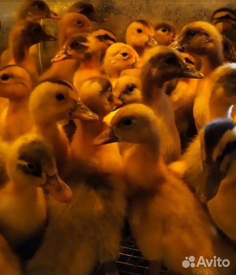 Утята бройлерной утки