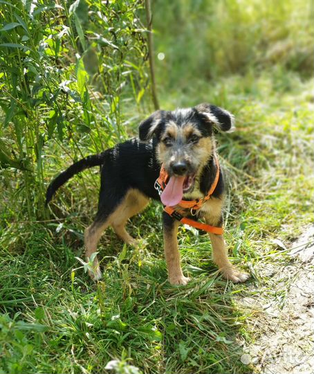 Девочка терьер метис