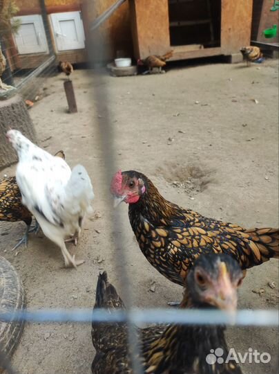 Петух сибрайт