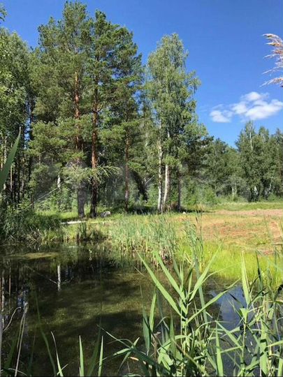 Участок 13,4 сот. (СНТ, ДНП)