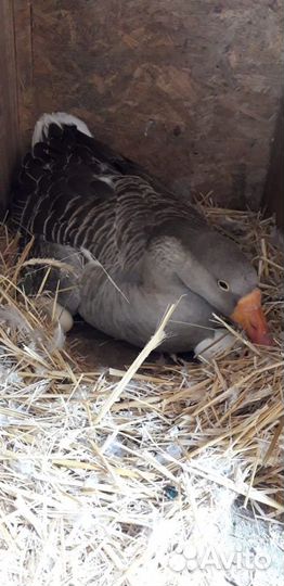 Яйца инкубационные утиные, гусиные, куриные